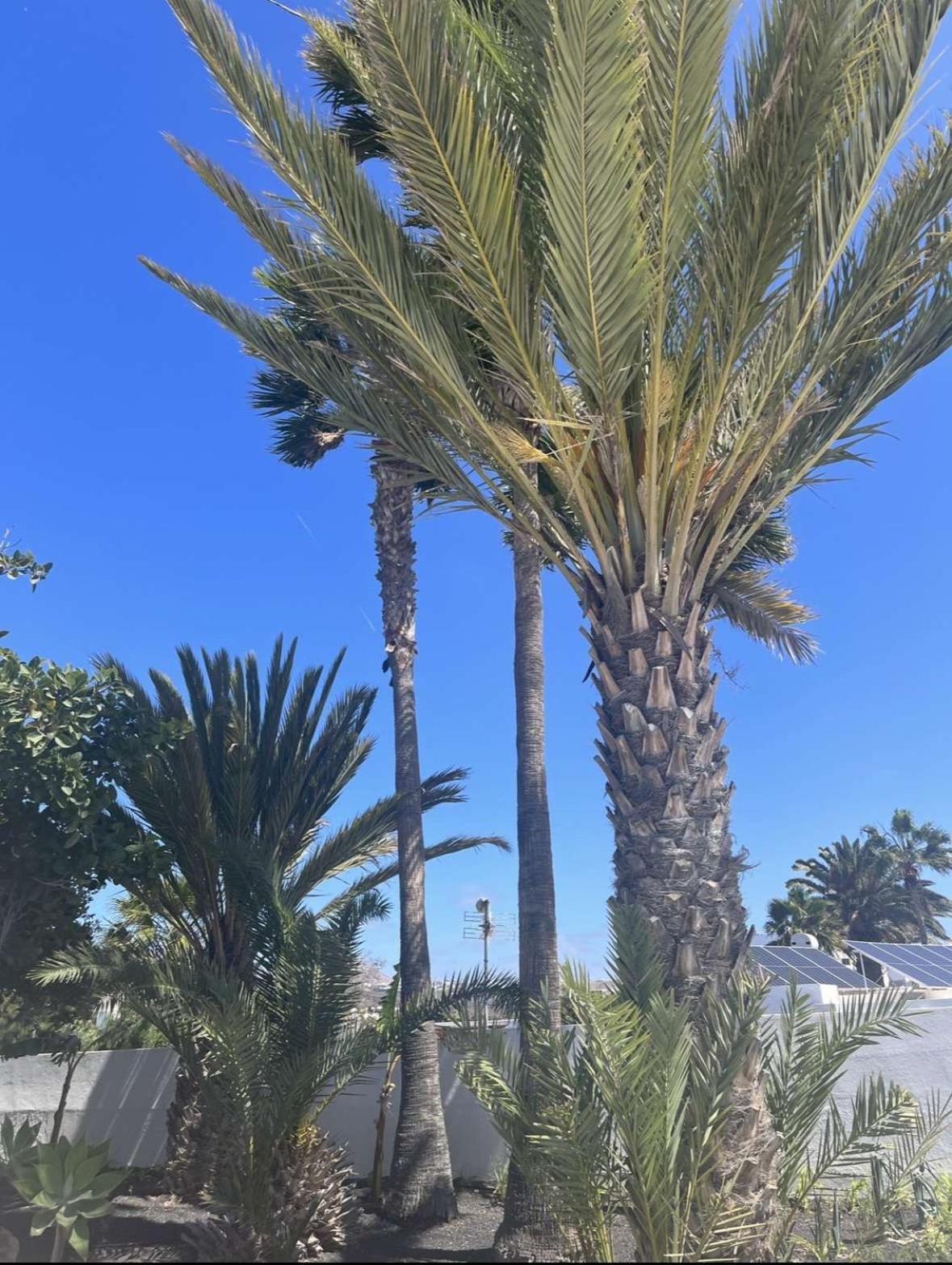 Villa Rosa بويرتو ذيل كارمين المظهر الخارجي الصورة